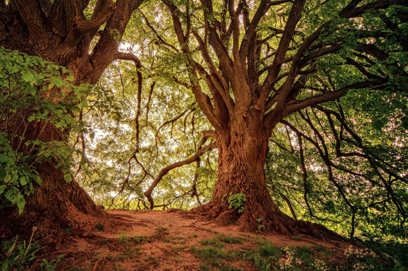 Secreto de los druidas