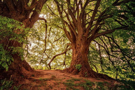 Secreto de los druidas